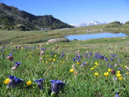 LAGO LOD
